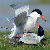 Parende visdiefjes (Sterna hirundo), Texel, Nederland